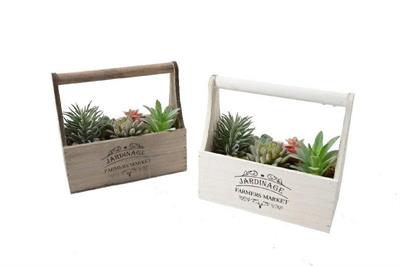 PIANTA GRASSA IN VASO COMPOSIZIONE 10X21XH20CM ASS.