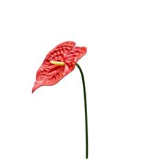 FIORE ANTHURIUM 60 CM