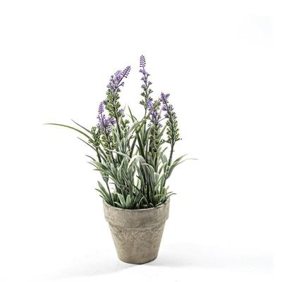 PIANTA LAVANDA IN VASO D. 10,5 X H 31 CM