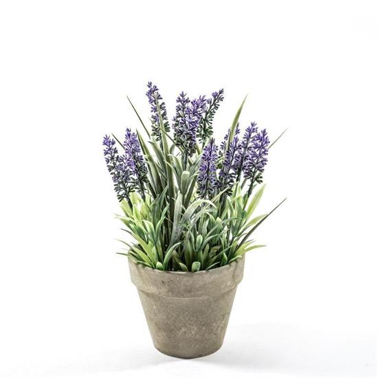 PIANTA LAVANDA IN VASO D. 13 X H 30 CM