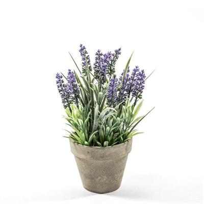 PIANTA LAVANDA IN VASO D. 13 X H 30 CM